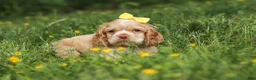 Cocker Spaniel dogs for sale: Lace - Ad 5