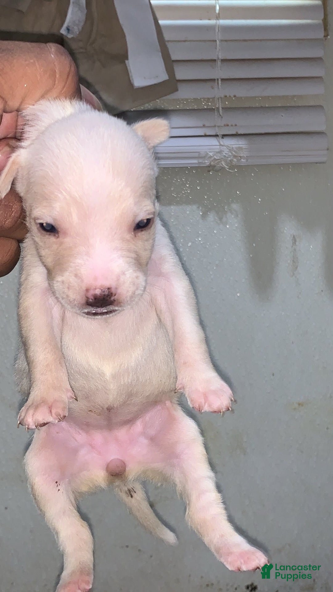 American Pit Bull Terrier dogs American Pit Bull Terrier 11 - Ad 36