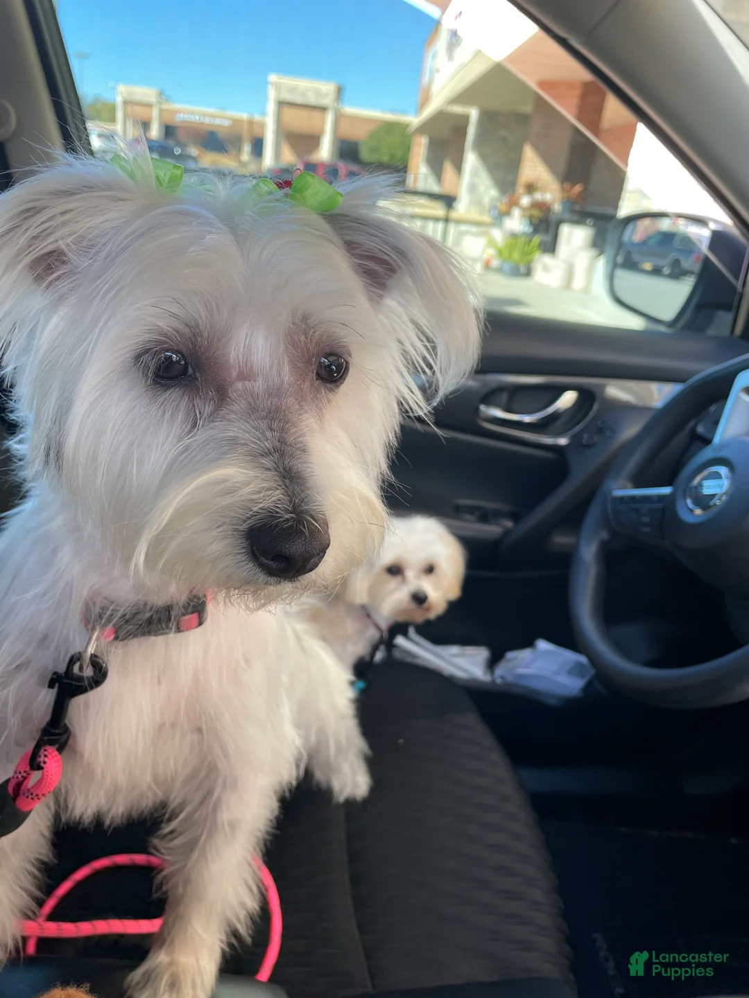 Morkie dogs for sale: Morkie 3 - Ad 2