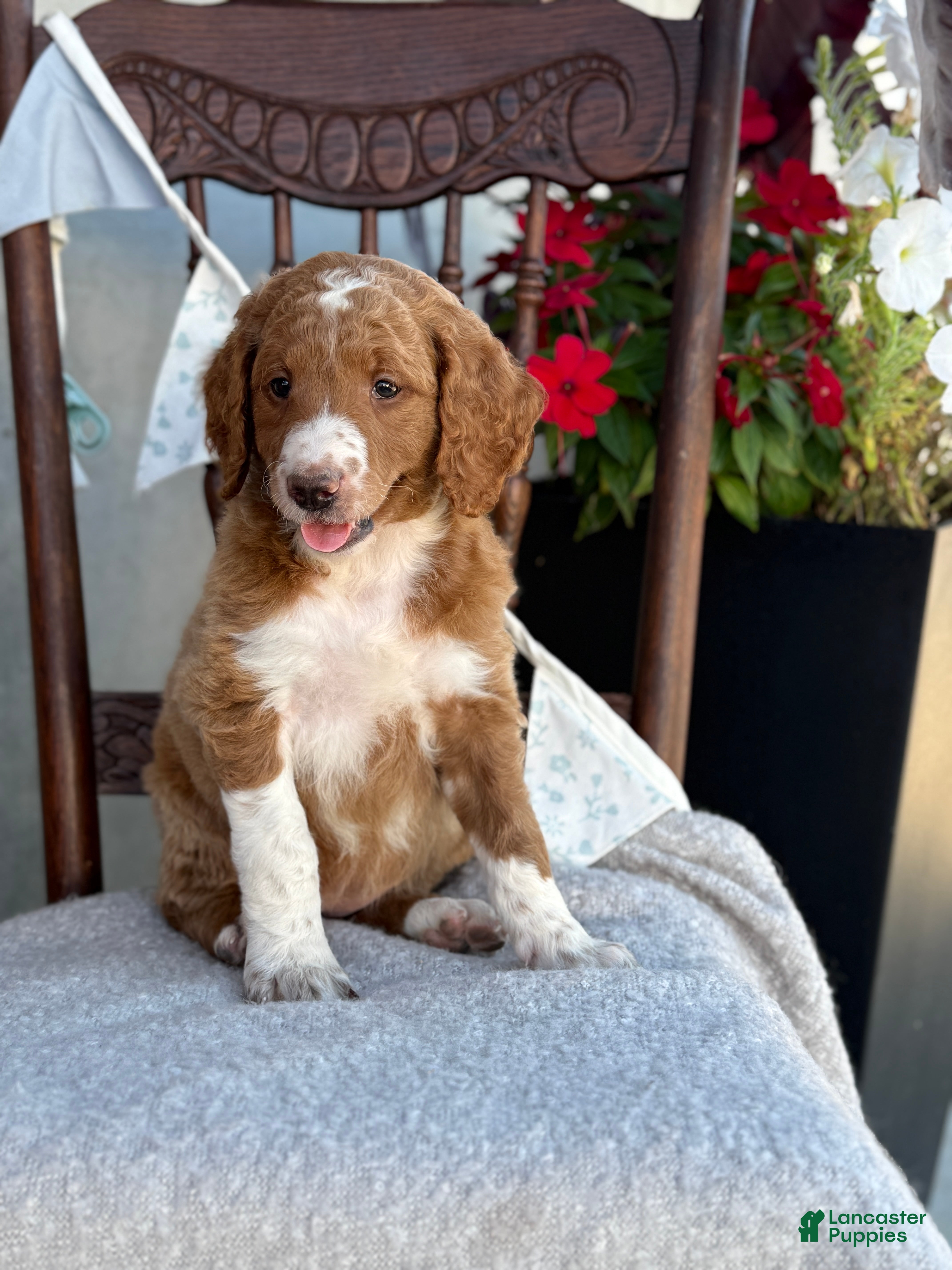 Goldendoodle dogs Carolina - Ad 1