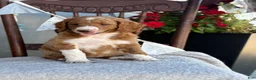 Goldendoodle dogs for sale: Carolina - Ad 1