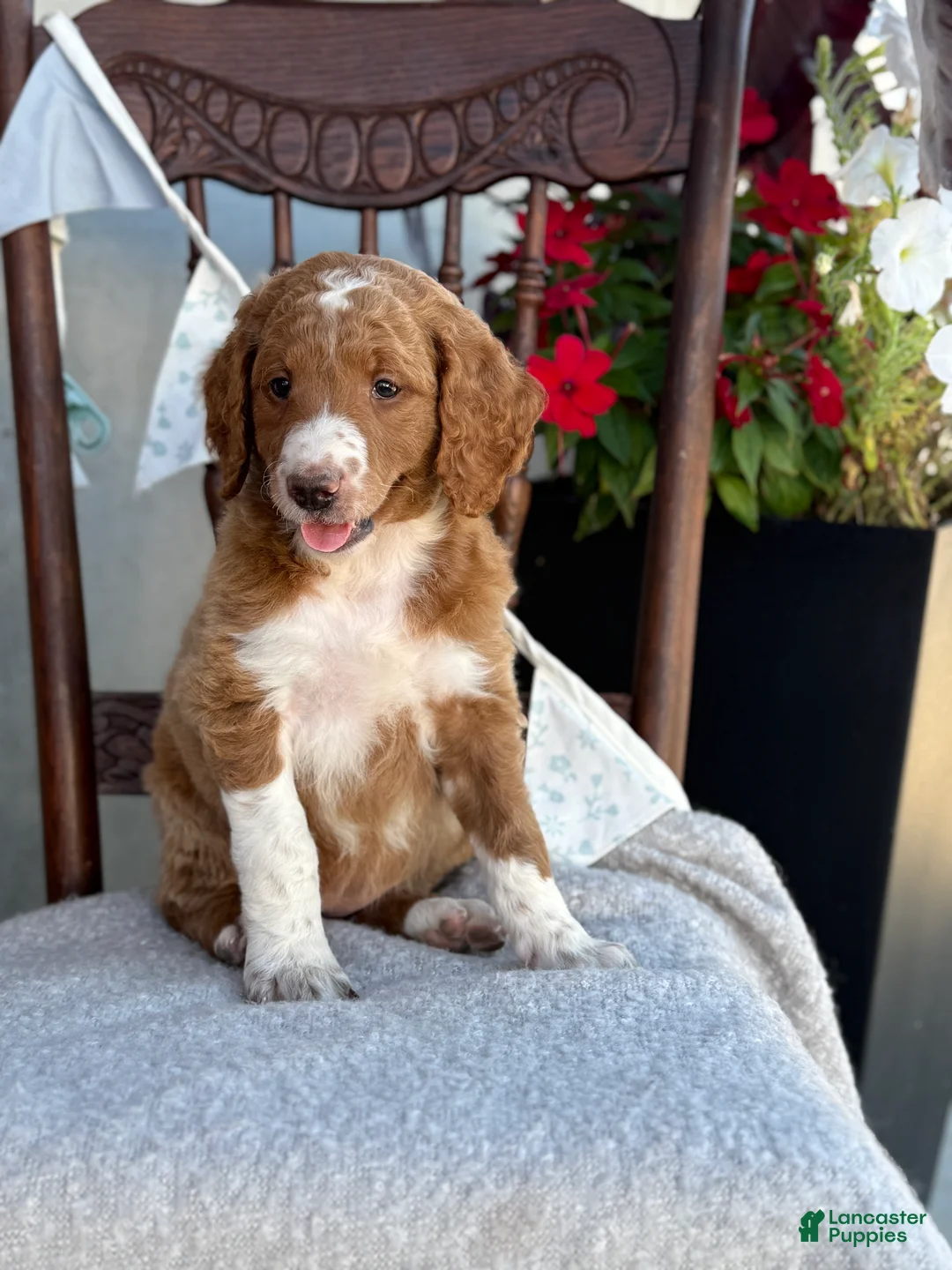 Goldendoodle dogs for sale: Carolina - Ad 1