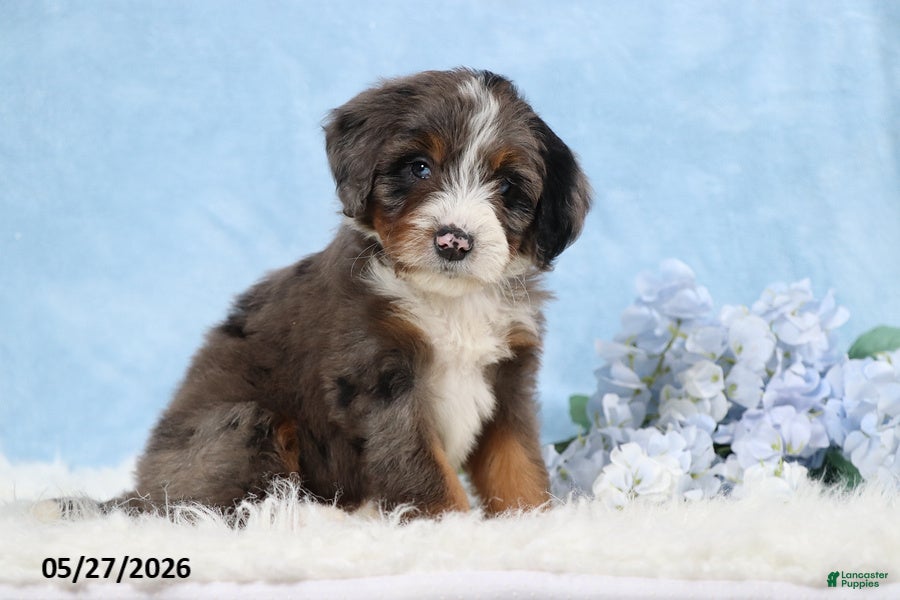 Mini Bernedoodle dogs Wylie - Ad 2