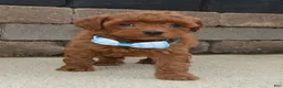 Mini Goldendoodle dogs for sale: Mini Gigi - Ad 12