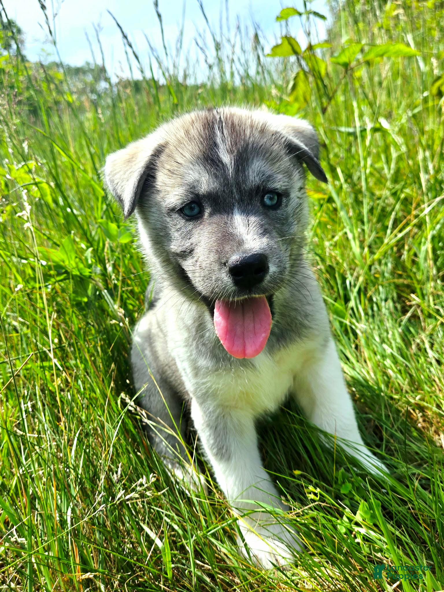 Mixed Breed dogs Dopey - Ad 2