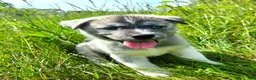 Mixed Breed dogs for sale: Dopey - Ad 1