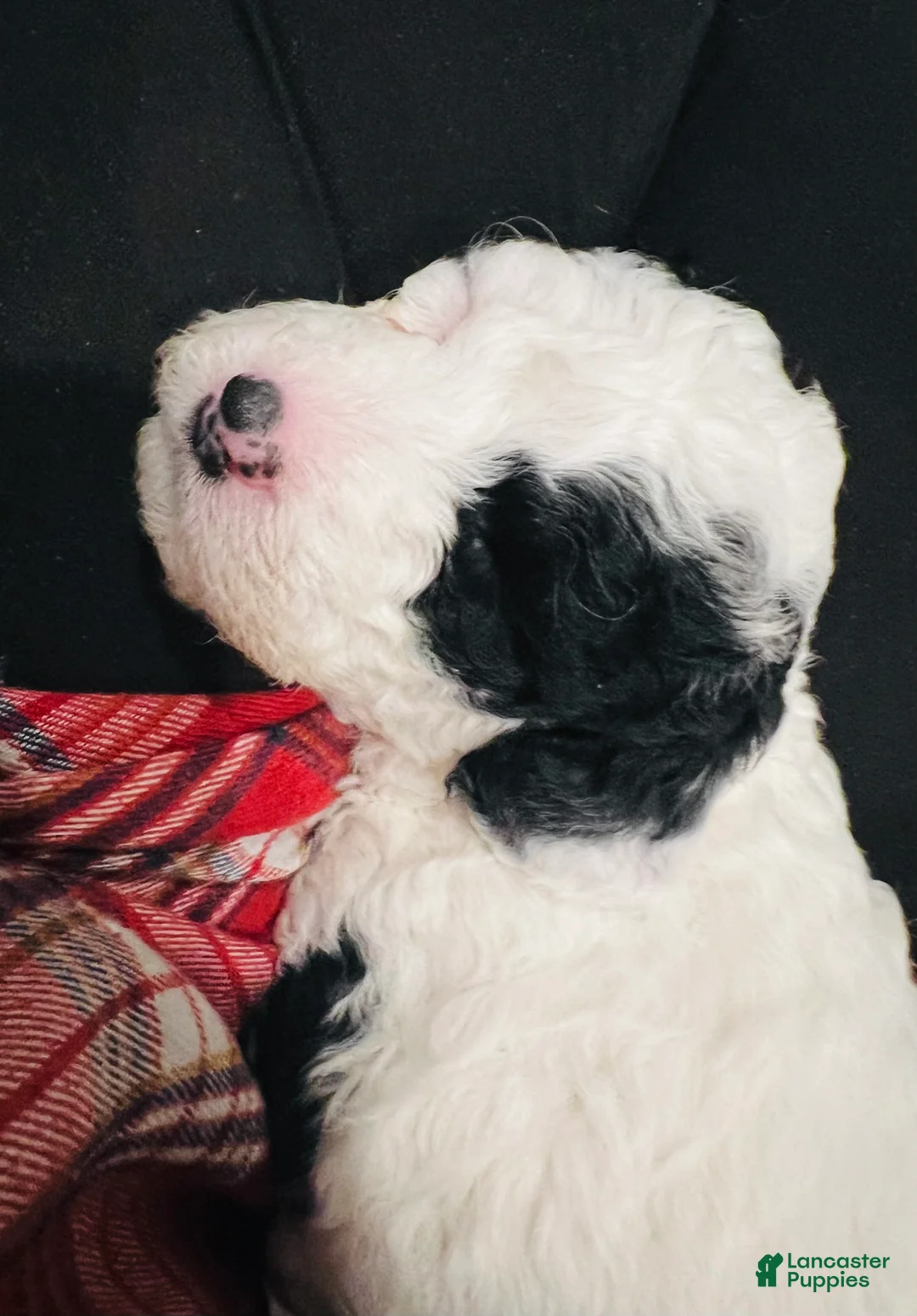 Mini Sheepadoodle dogs for sale: Mini Sheepadoodle Puppy Pick Spot #6 - Ad 4
