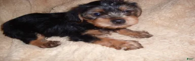 Yorkshire Terrier 2