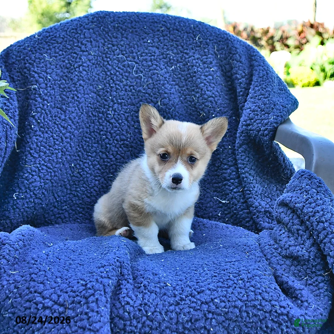 Welsh Corgi Pembroke dogs for sale: Archie - Ad 2