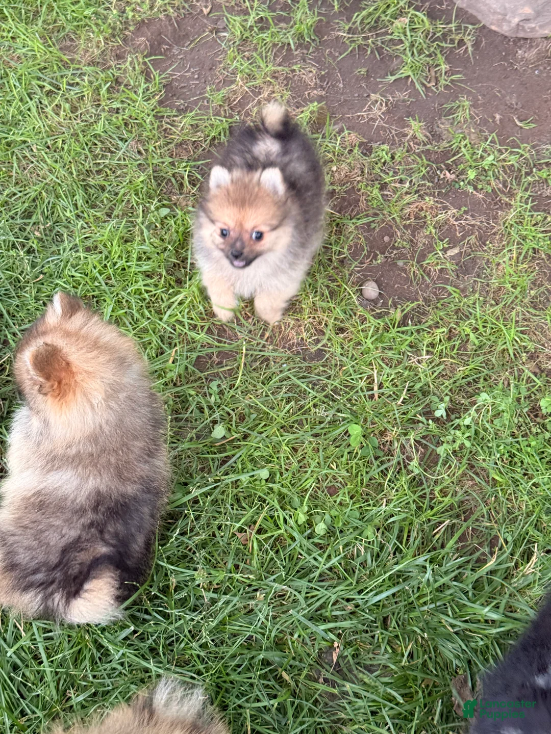 Pomeranian dogs for sale: Winnie - Ad 2