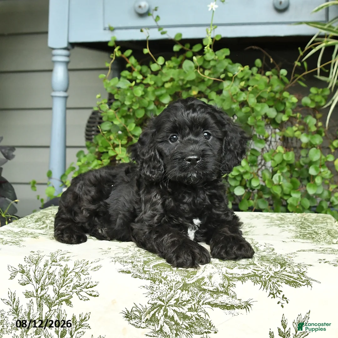Cockapoo dogs for sale: Buddy - Ad 3