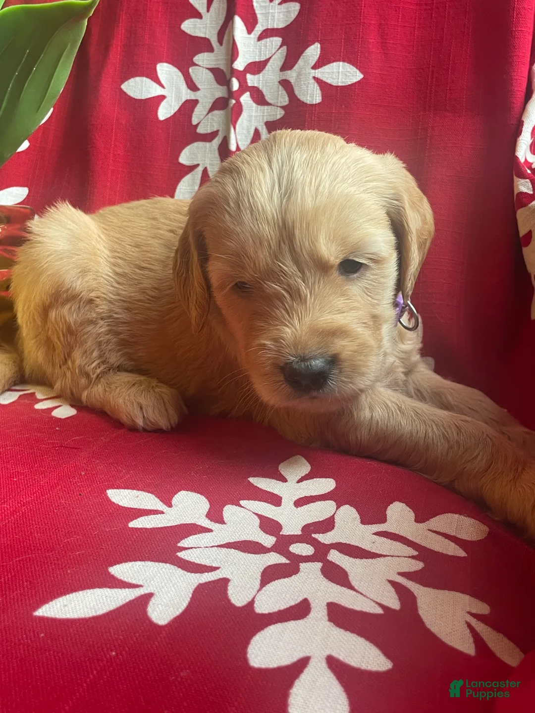 Goldendoodle dogs for sale: Goldendoodle Puppy 9 - Ad 1