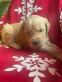 Goldendoodle Puppy 9