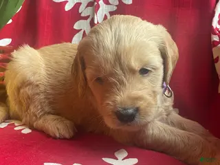 Goldendoodle dogs Goldendoodle Puppy 9 - Ad 6