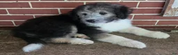 Aussiedoodle dogs for sale: KEEPER - Ad 11