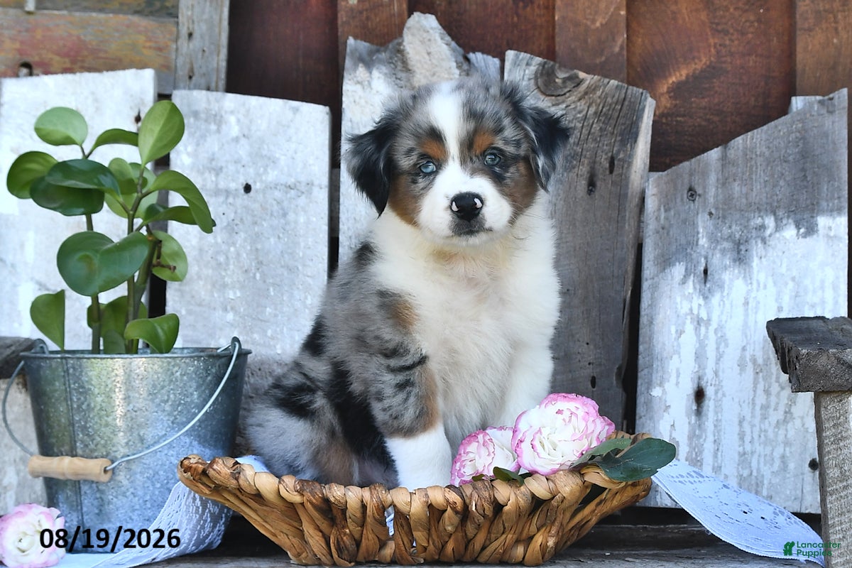 Australian Shepherd dogs Tom  - Ad 1