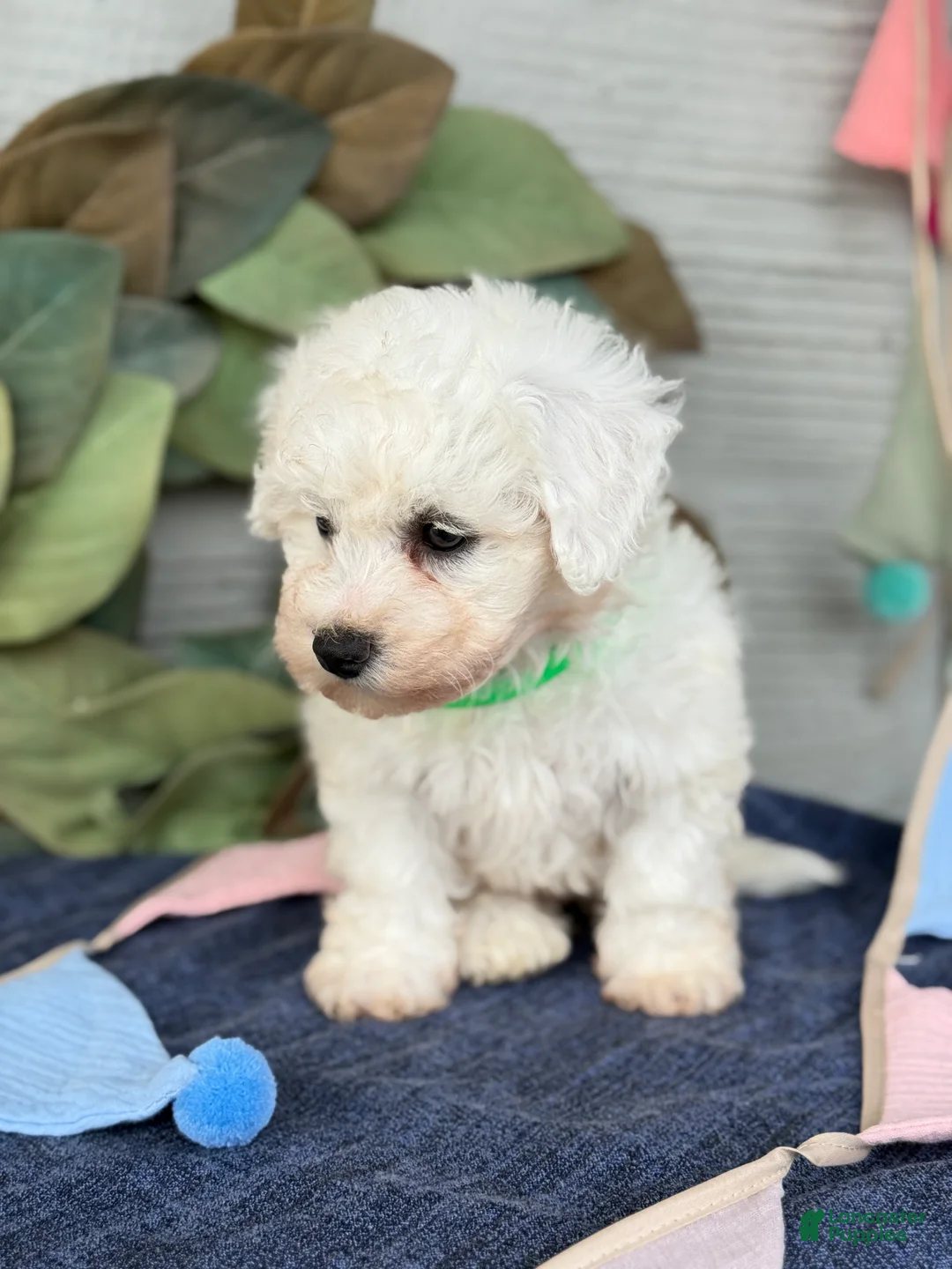 Bichon Frise dogs for sale: Everett - Ad 2