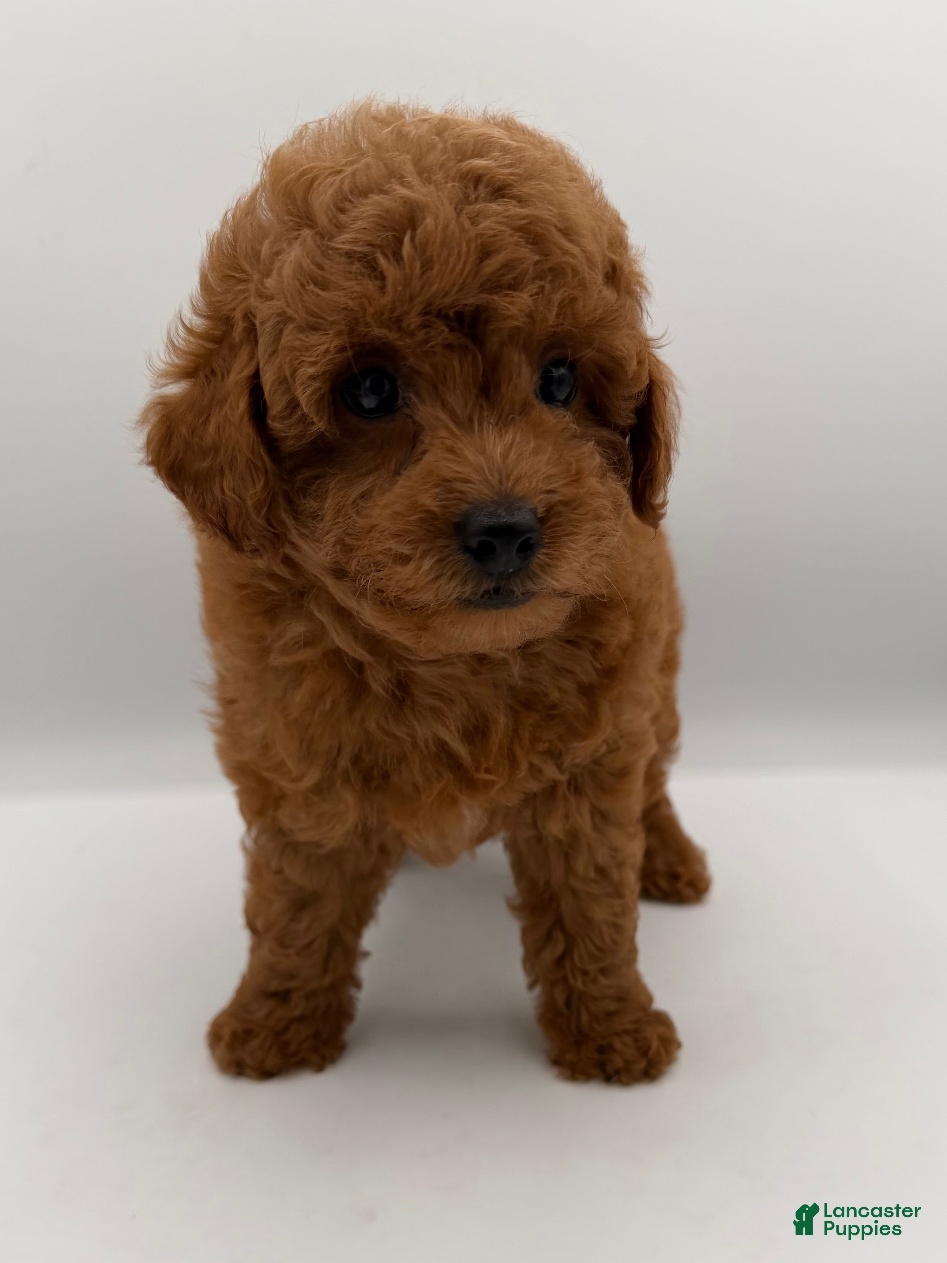 Mini Goldendoodle dogs for sale: moose - Ad 2
