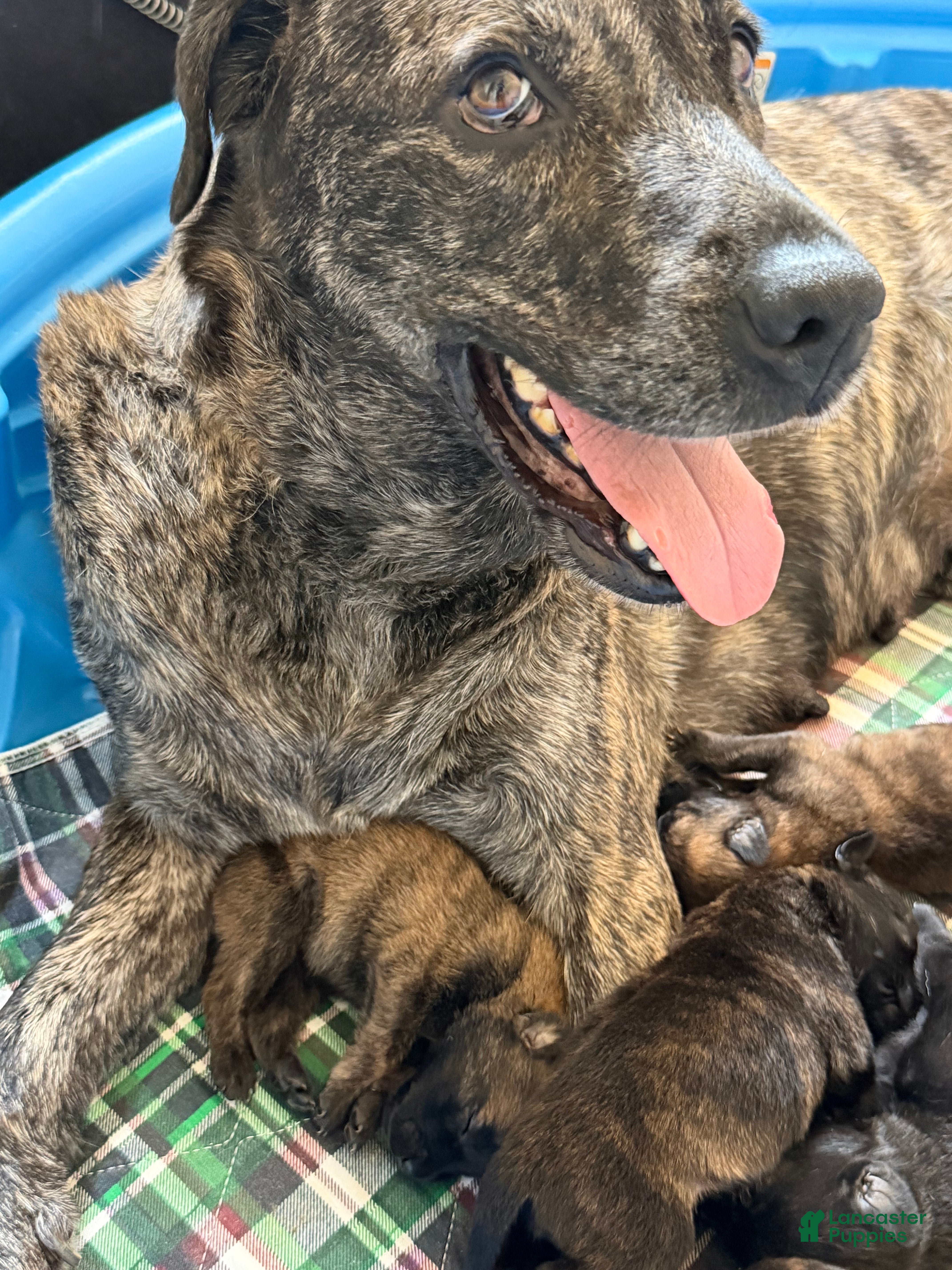 Mixed Breed dogs Fila Sao Miguel x Belgian Malinois Puppy 1 - Ad 1