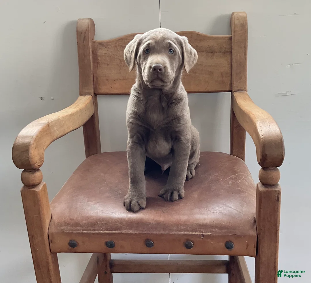 Labrador Retriever dogs for sale: Elliot - Ad 3
