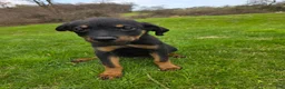 Rottweiler dogs for sale: Rottweiler Puppy 1 - Ad 3