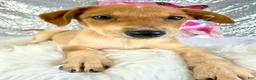 Mixed Breed dogs for sale: Shaggy - Ad 2