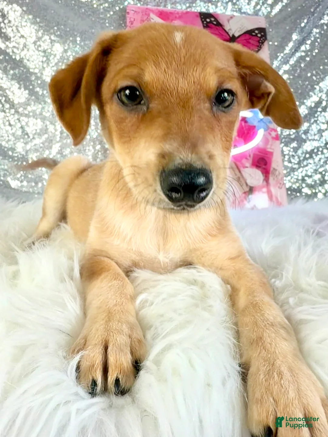 Mixed Breed dogs for sale: Shaggy - Ad 2