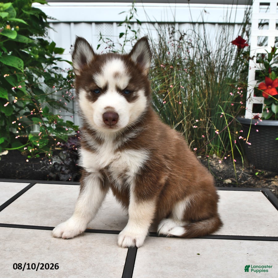 Siberian Husky dogs Sierra - Ad 1