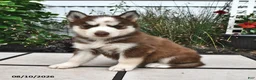 Siberian Husky dogs for sale: Sierra - Ad 1