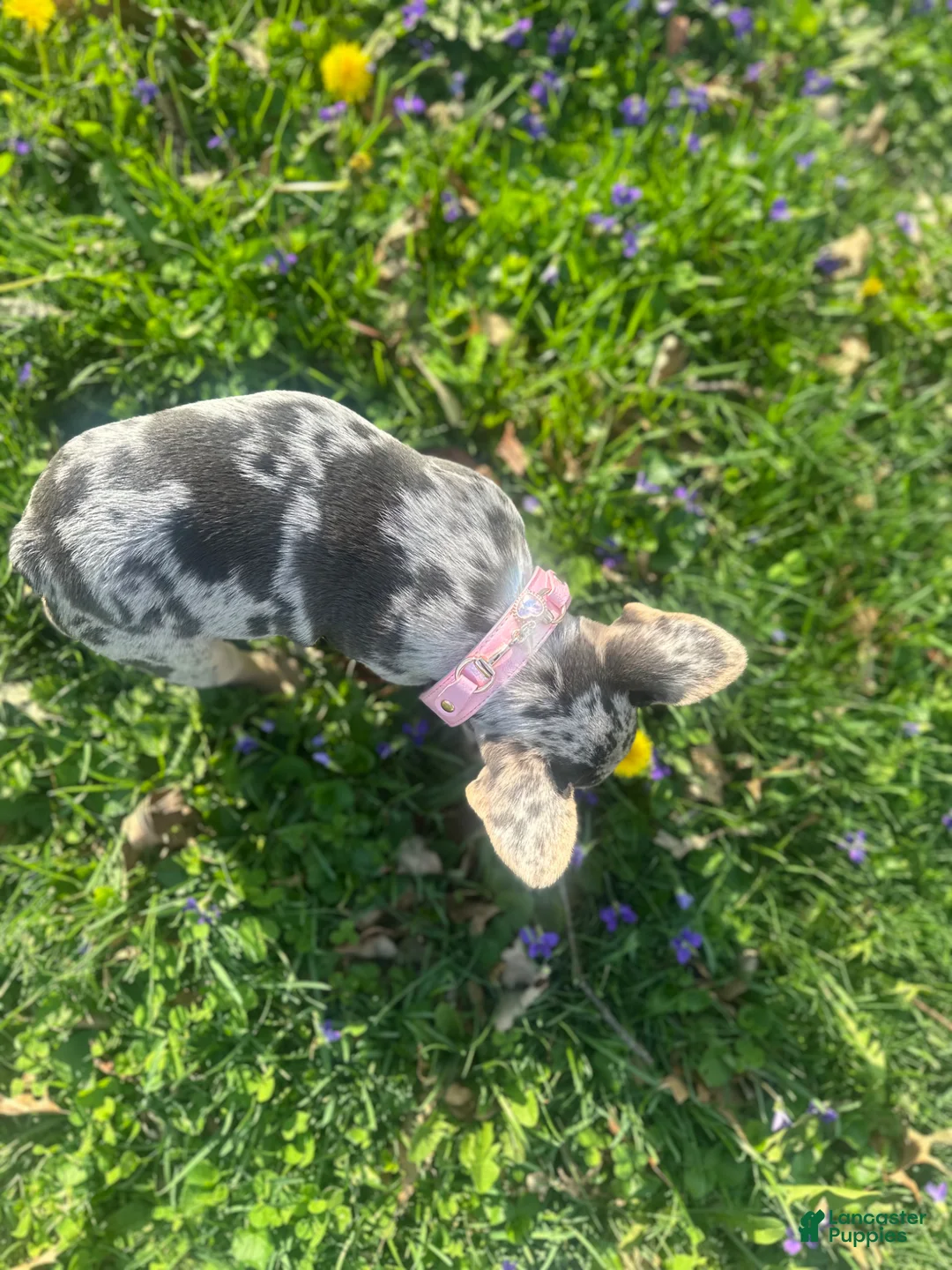 French Bulldog dogs for sale: French Bulldog Puppy 3 - Ad 6