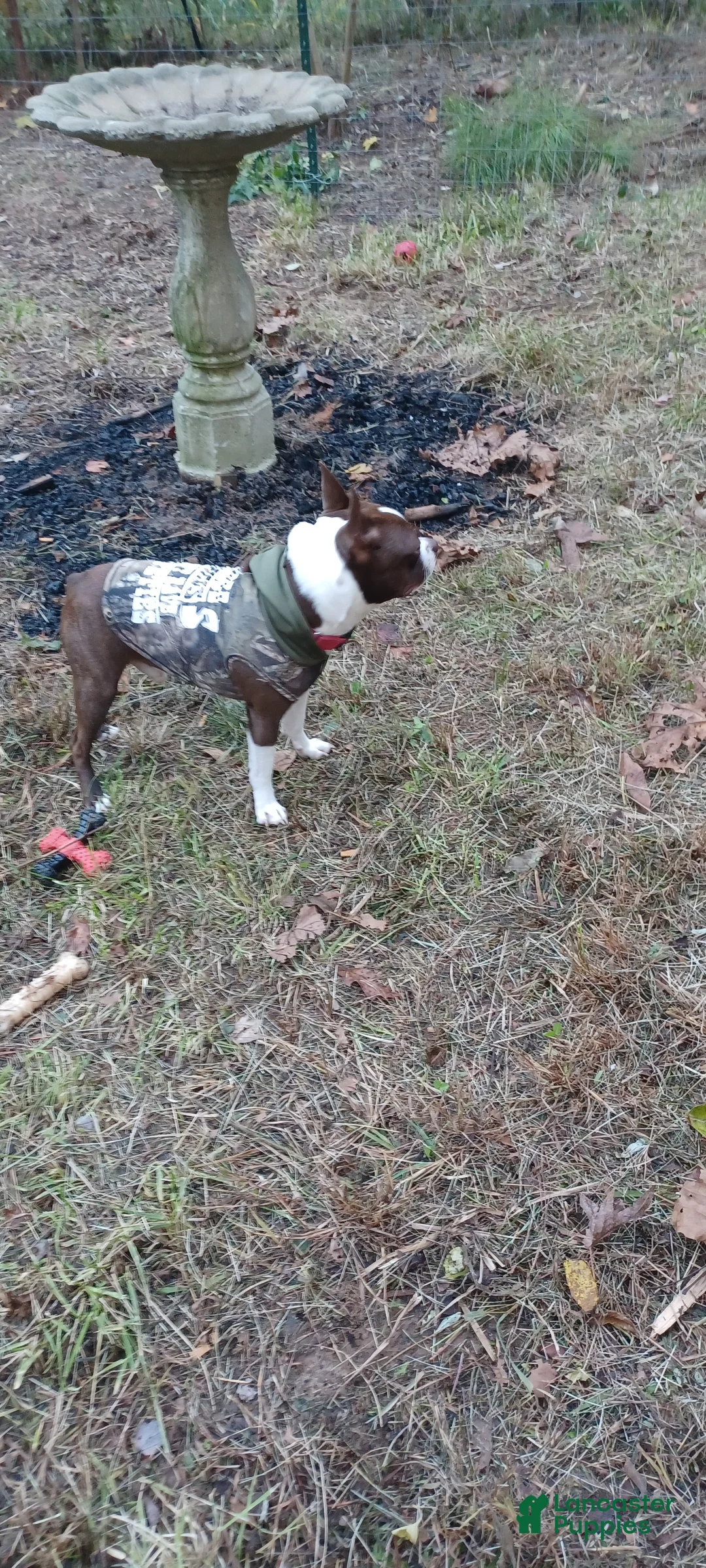 Boston Terrier dogs for stud: Frankie - ACA Boston Terrier Red/White For STUD - Ad 2