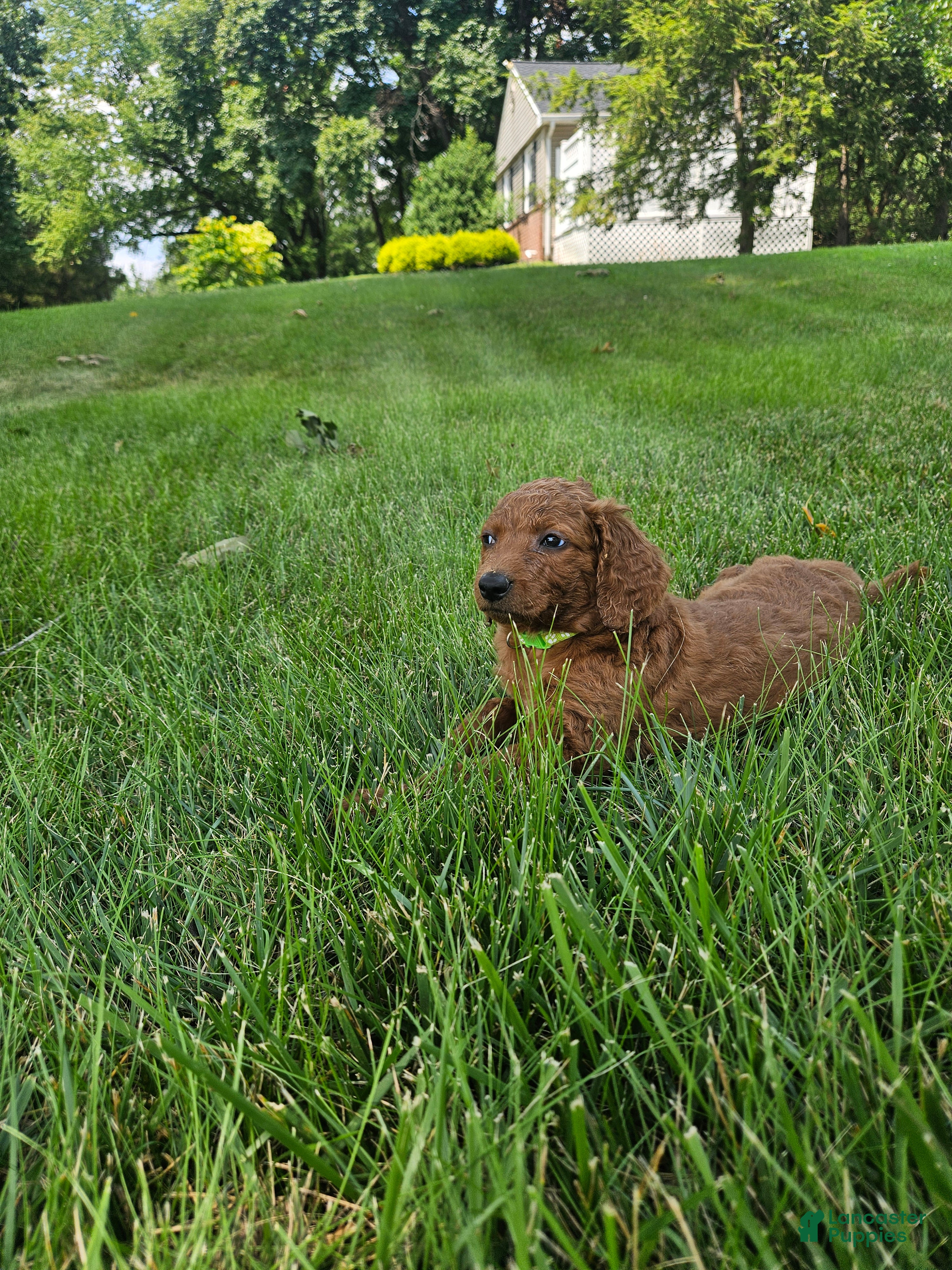 Goldendoodle dogs Goldendoodle 4 - Ad 33
