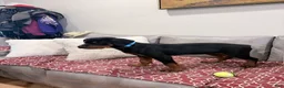 Rottweiler dogs for sale: Blue collar, girl - Ad 5
