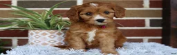 Cavapoo dogs for sale: Honey - Ad 7