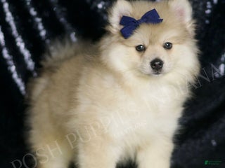 Pomeranian dogs - Ad 31