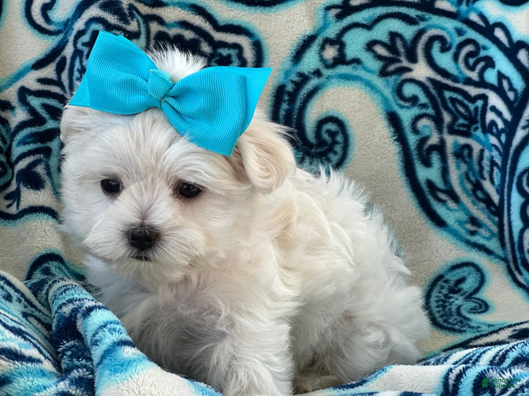 Maltese dogs for sale: APRI Maltese - Lucy - Ad 1