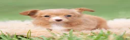 Chihuahua dogs for sale: Honeybee  - Ad 3