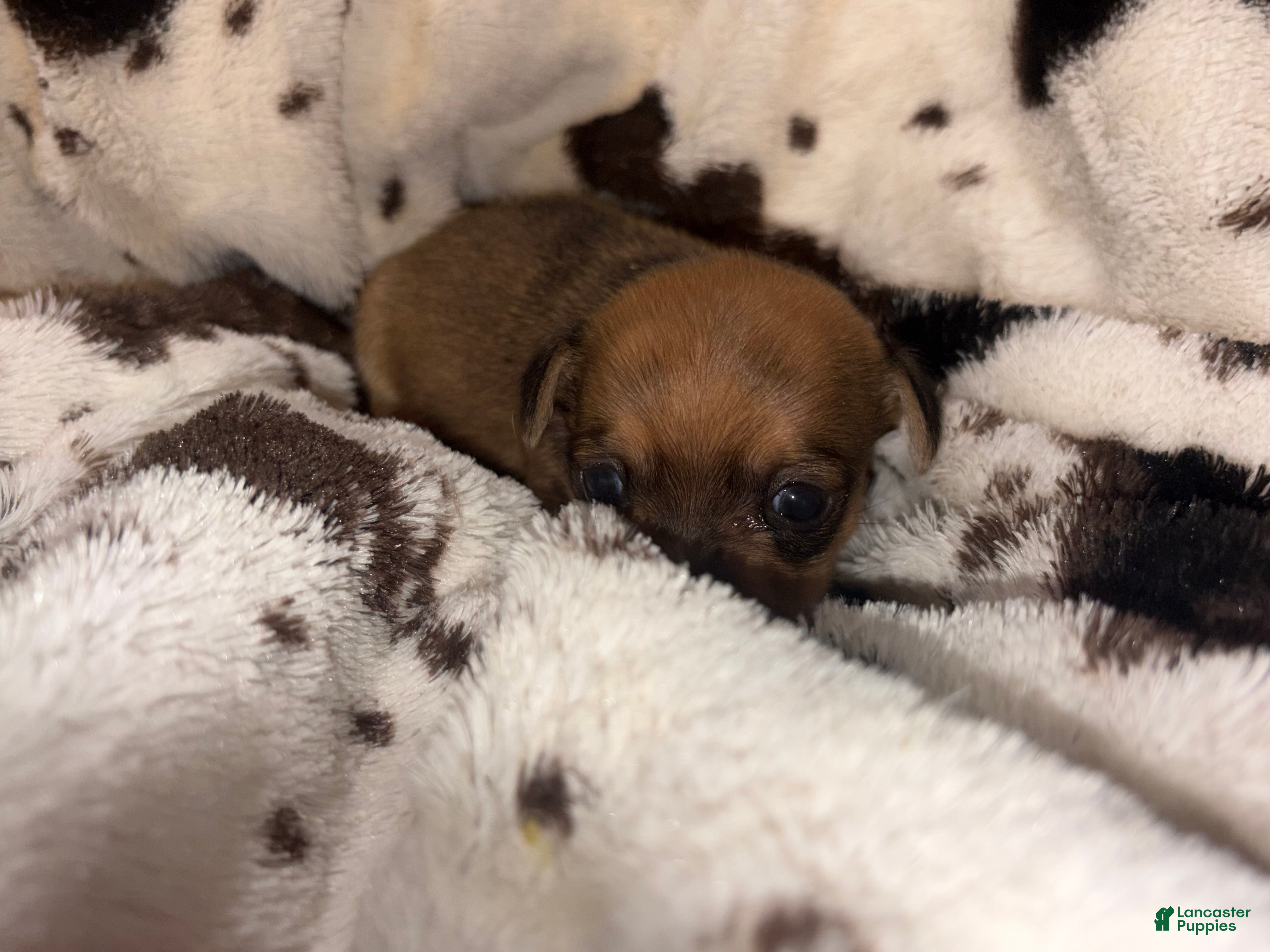 Chihuahua dogs Blue  - Ad 1