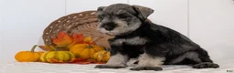 Miniature Schnauzer dogs for sale: Ziggy - Ad 8