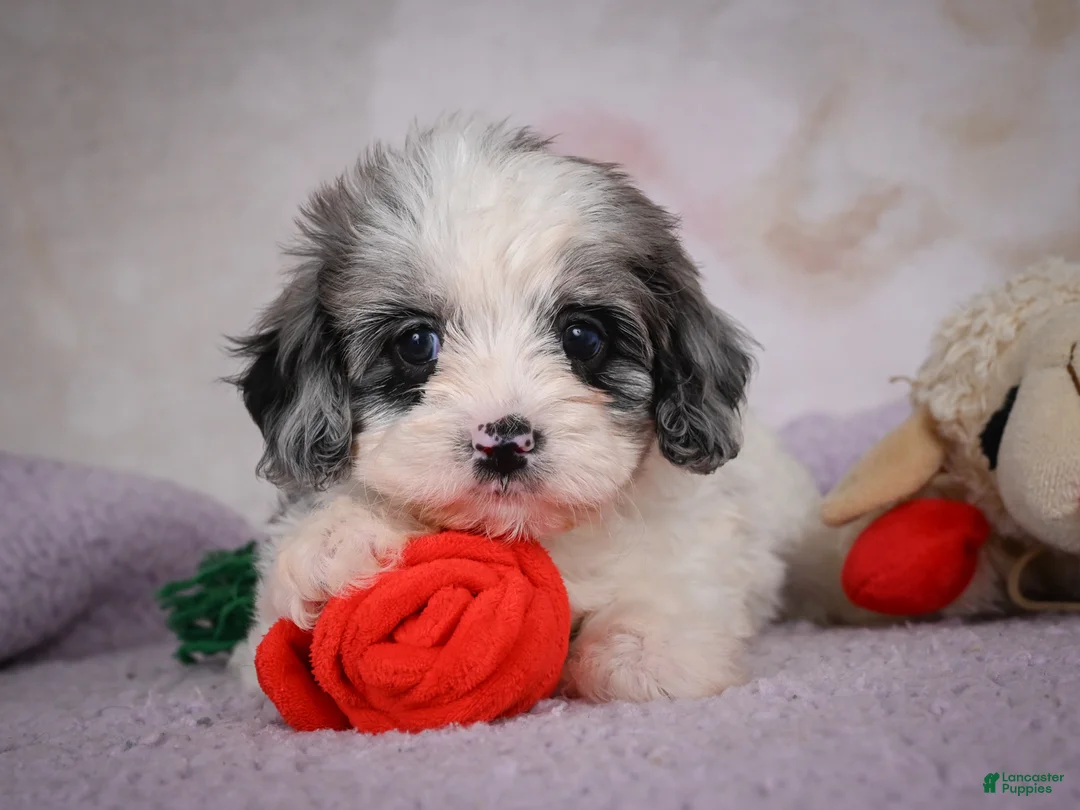 Cavapoo dogs for sale: Penny - Ad 2