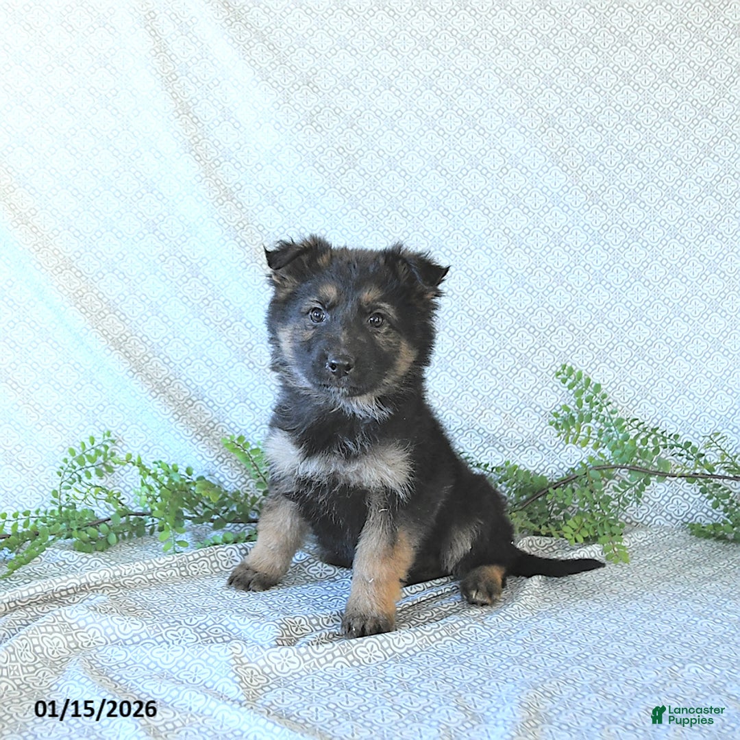 German Shepherd dogs for sale: Mia  - Ad 1