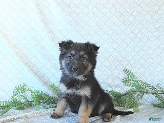 German Shepherd dogs Mia - Ad 10