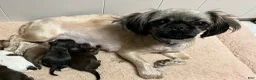 Shihpoo dogs for sale: Tara - Ad 6