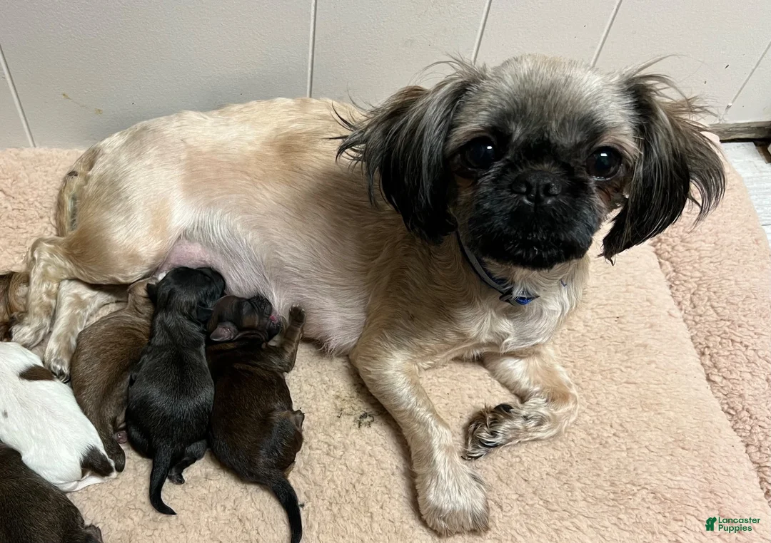 Shihpoo dogs for sale: Tara - Ad 6