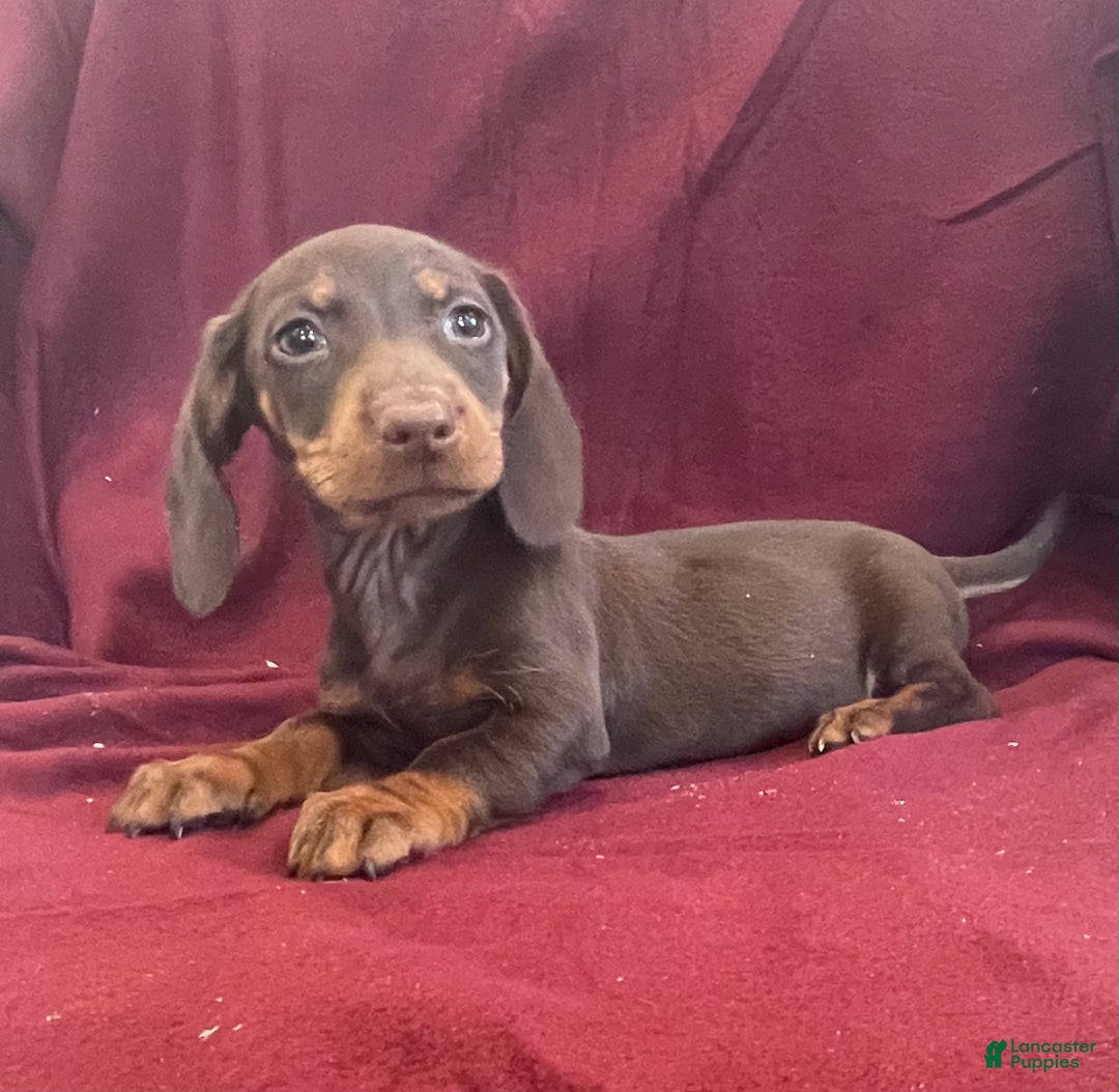 Miniature Dachshund dogs for sale: Dean - Ad 5