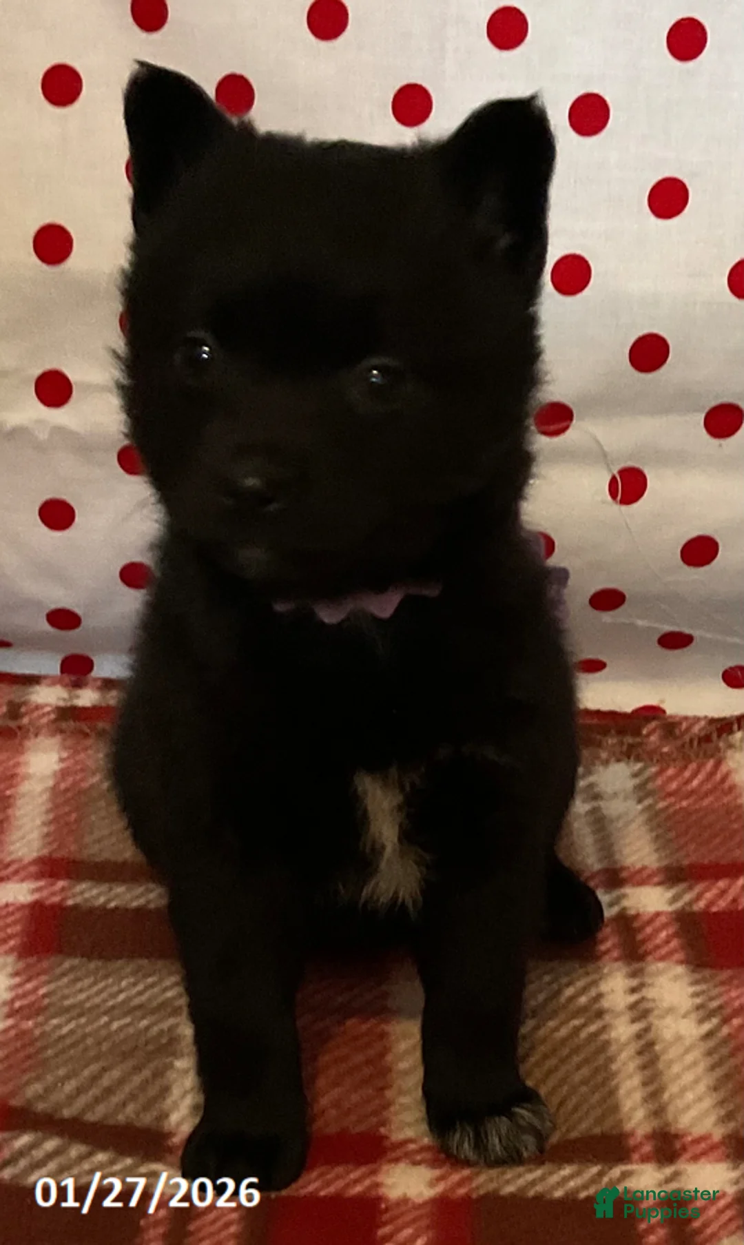 Pomsky dogs for sale: Molly - Ad 3