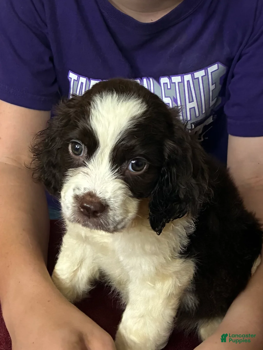 English Springer Spaniel dogs for sale: Miss. Misty  - Ad 1
