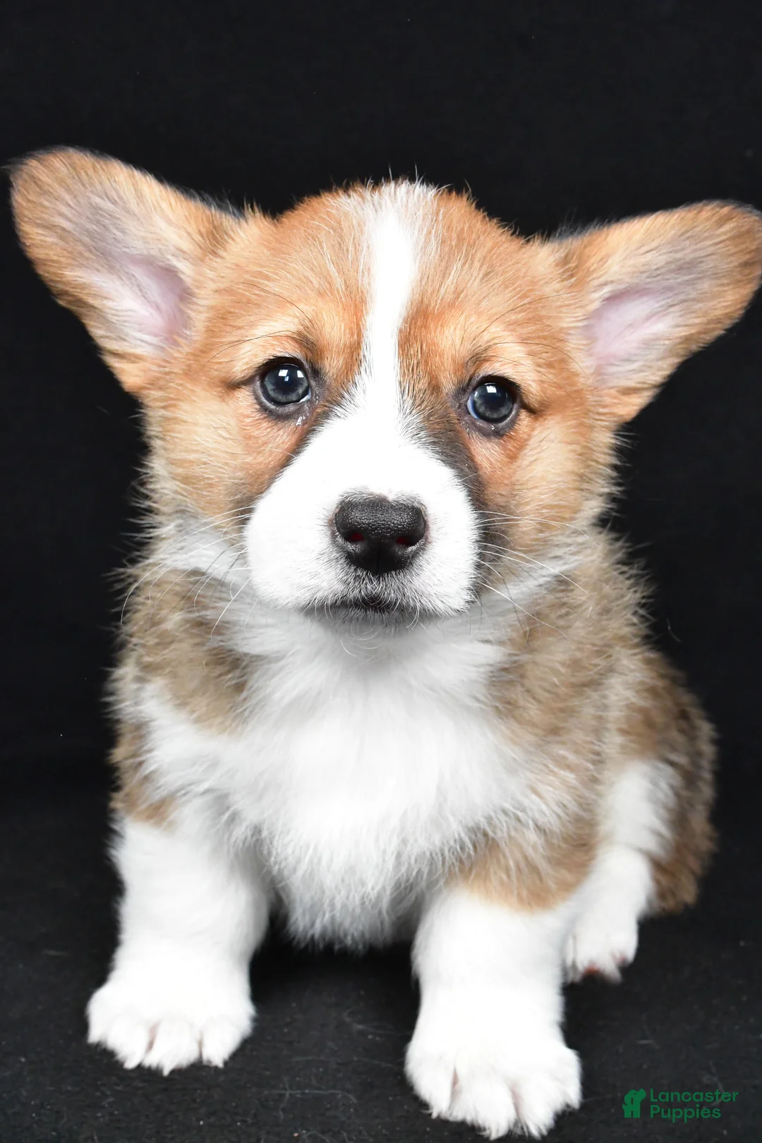 Welsh Corgi Pembroke dogs for sale: Colee - Ad 8