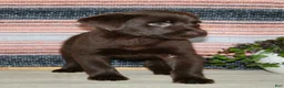 Labrador Retriever dogs for sale: Cloe  - Ad 3