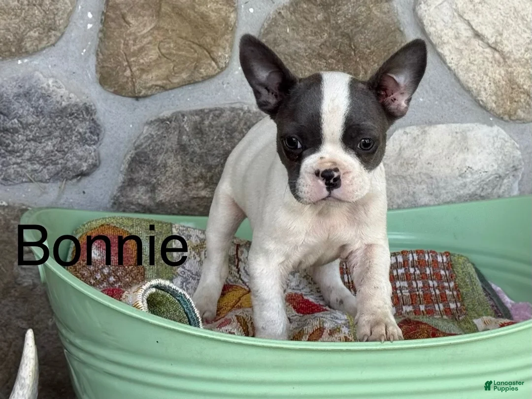 Frenchton dogs for sale: Bonnie  - Ad 1